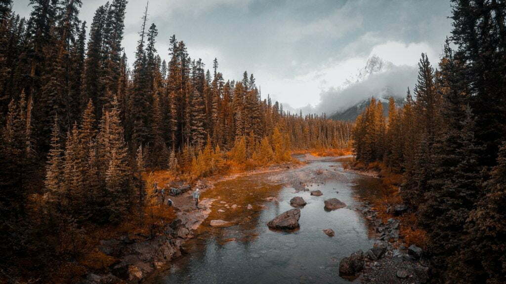 photo of body of water in between trees