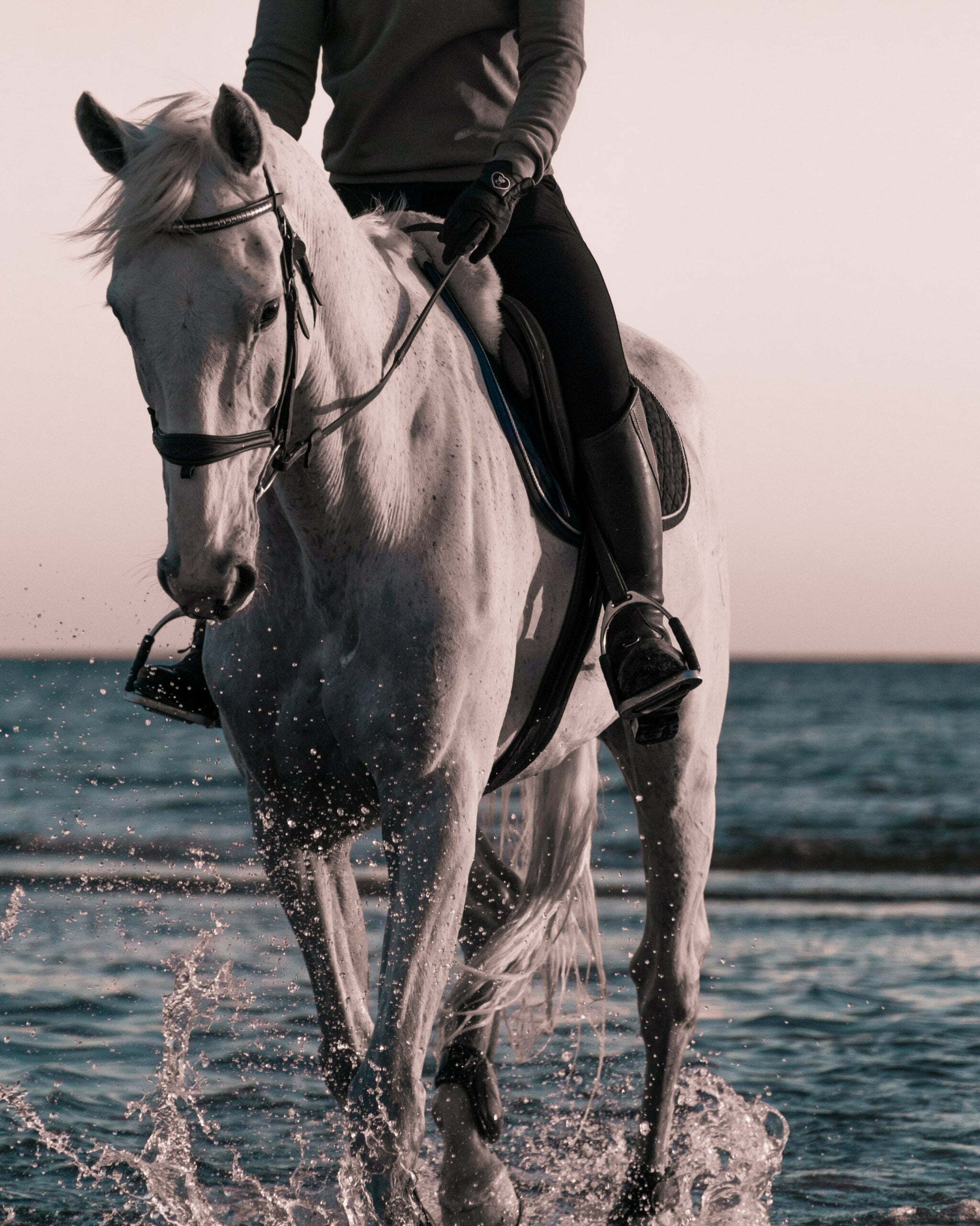 person riding on white horse on beach during daytime