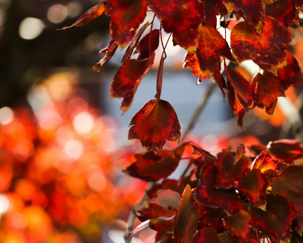 red leafed plant