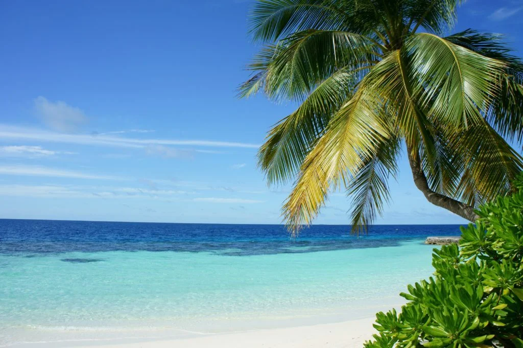 coconut tree near body of water