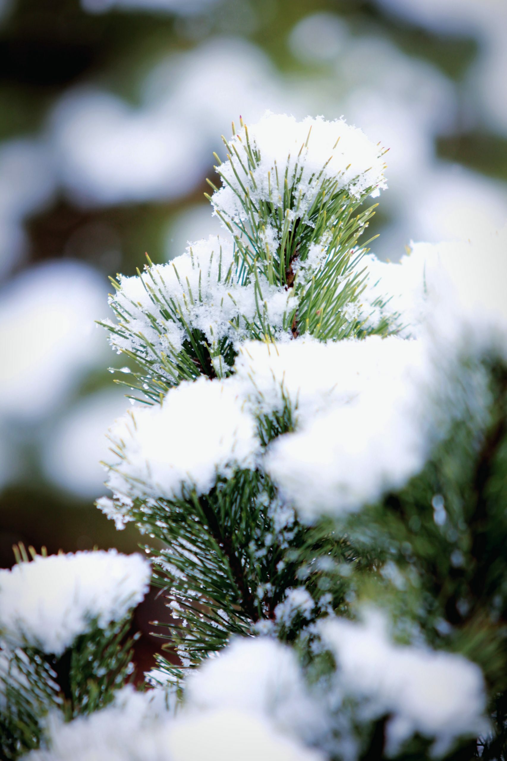 white snow on green pine tree