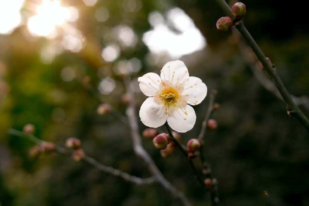selective focus photography of white petaled flower plant
