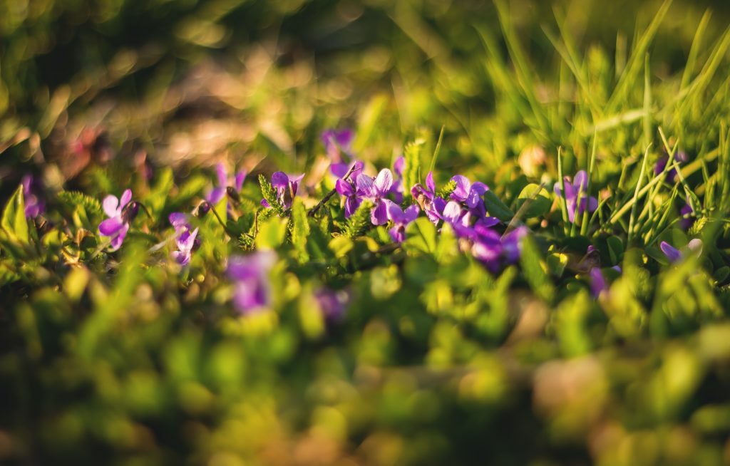 selective focus photography of purple flowers on green grass
