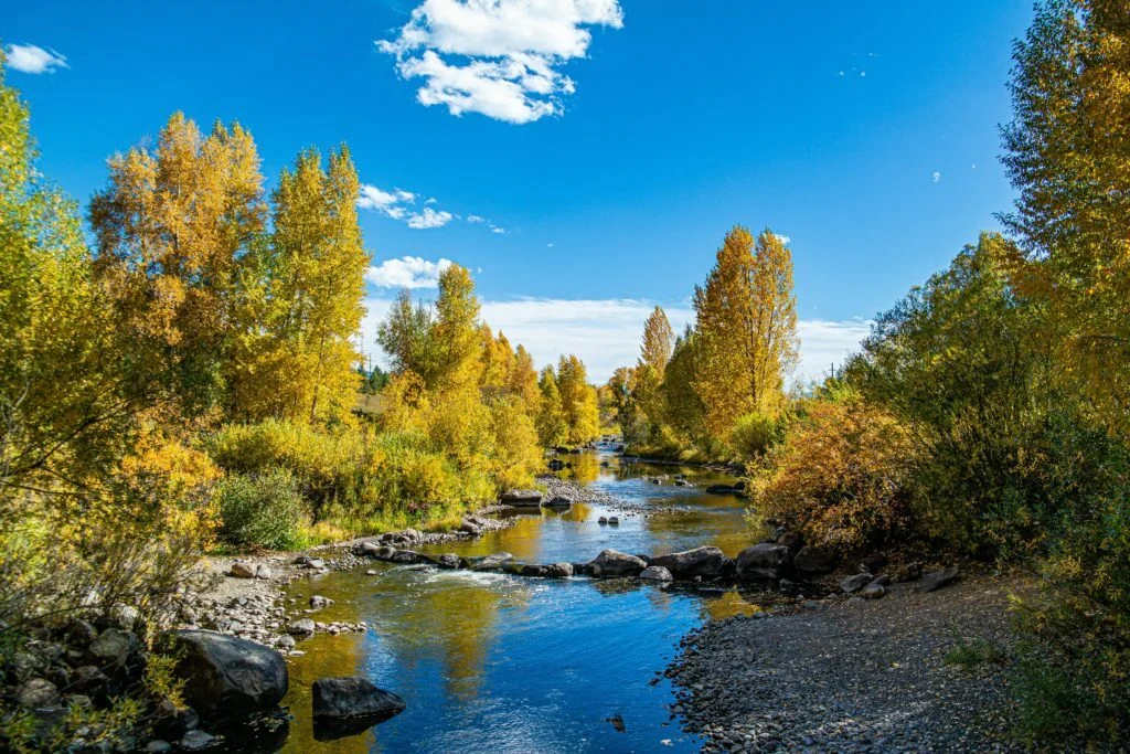 body of water in between trees