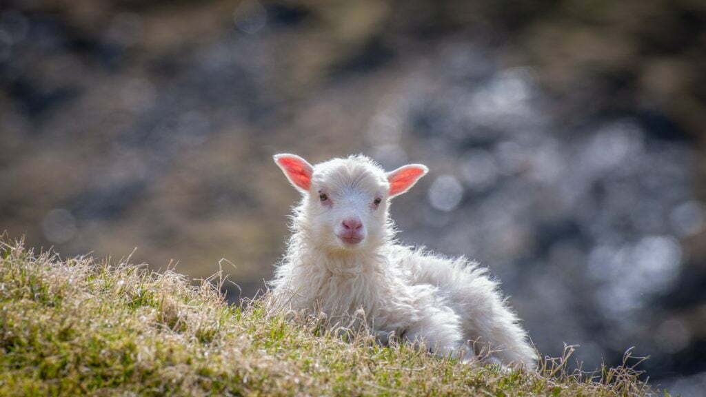 white sheep sitting on grass