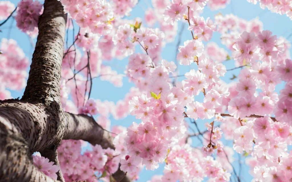 let the stars cherry blossoms your life!