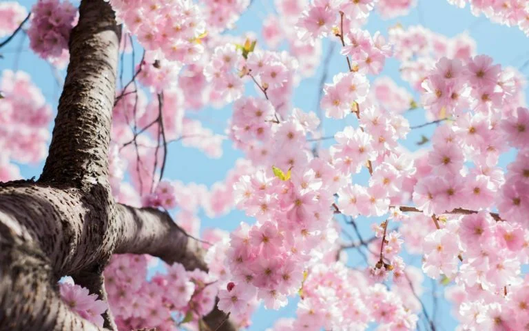 let the stars cherry blossoms your life!