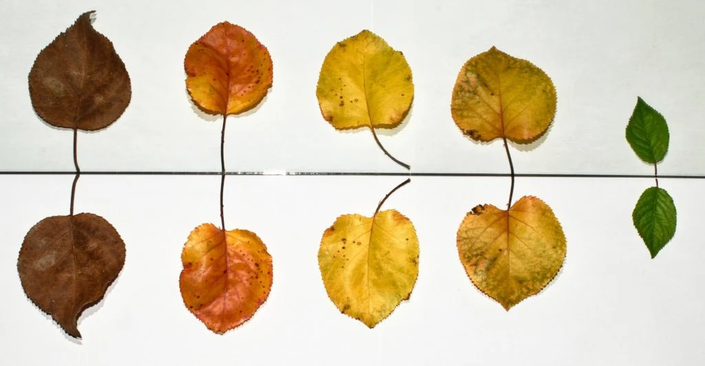 Living in the present moment is known as mindfulness, and is a state of active awareness and intentional attention on the present moment. Following these 5 ways described above will build your ability to be entirely aware of the present moment without judgment. Becoming mindful allows you to shake off all intruding thoughts, gain focus, and observe your thoughts from the outside in. Based on this self-awareness tips, you could take the time to stop and consider what’s going on now.