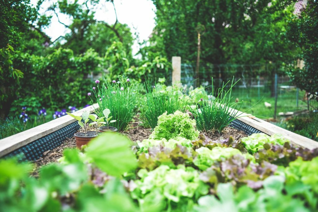 This article is about garden planning tips for this summer so you will have more time away from your screen and digital experiences in exchange for fresh air.