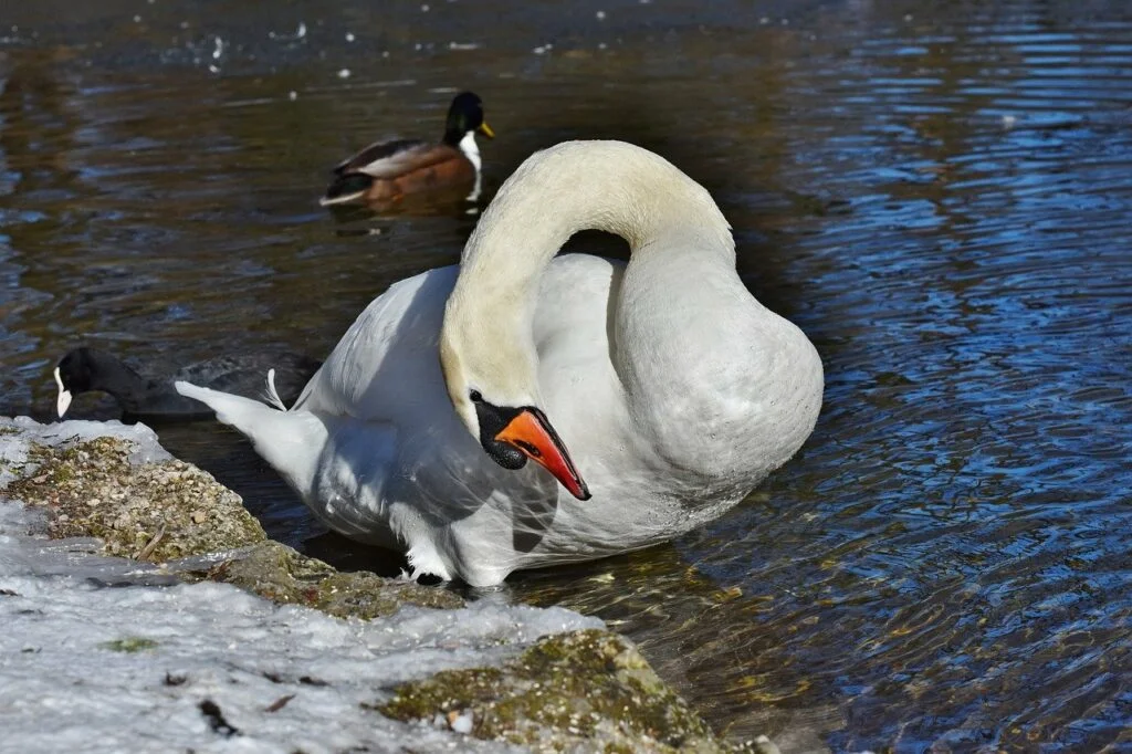 You are the swan in the lake