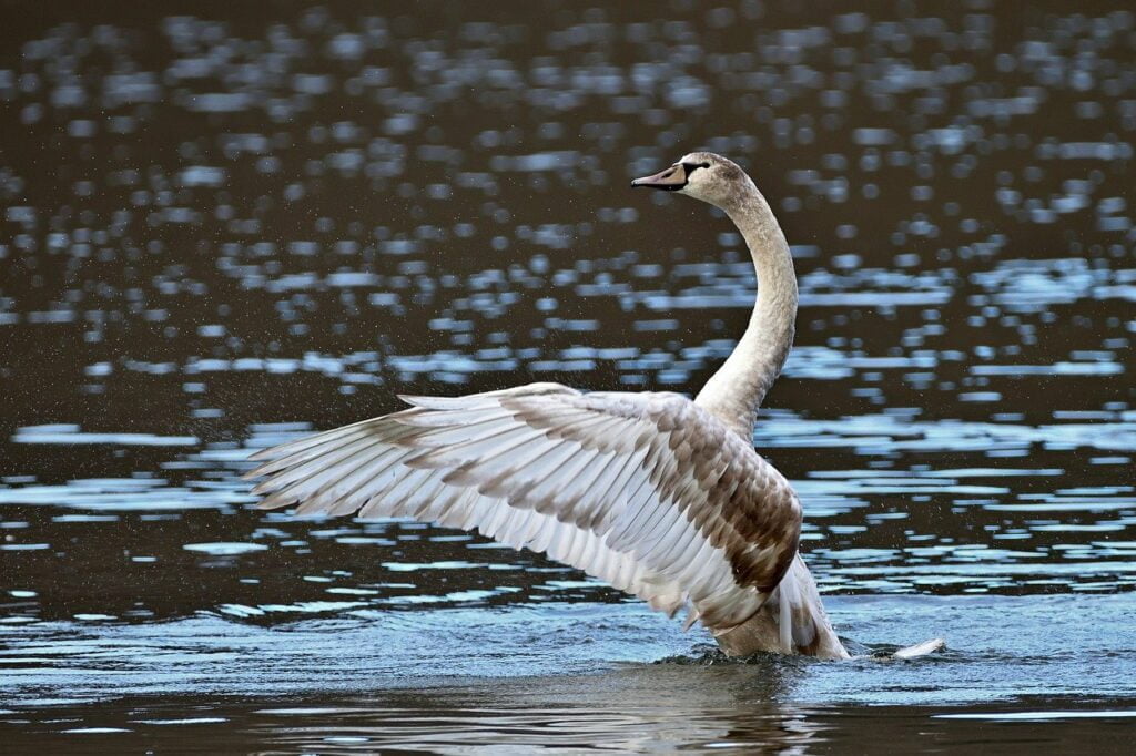 swan, bird, lake