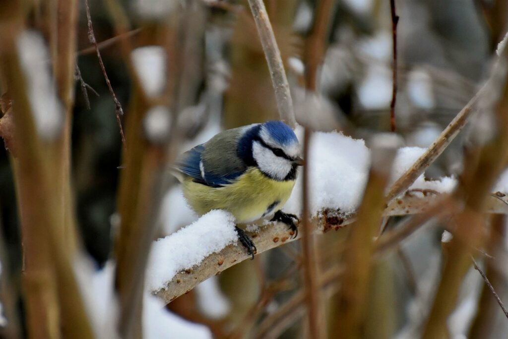 bird, blue tit, winter