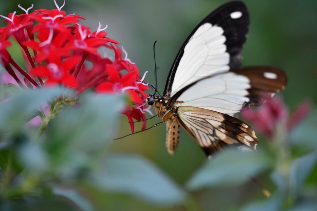 butterfly, flowers, pollination
