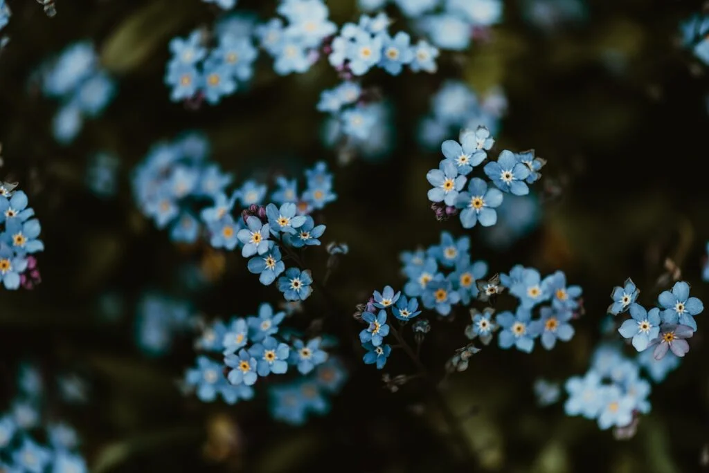 fostering a culture where the human potential is celebrated same way in a garden all flowers have the same natural condition to blossom