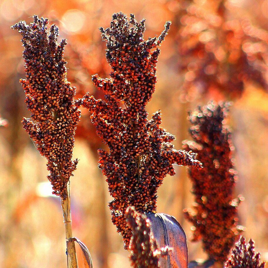 farming, sorghum, rural