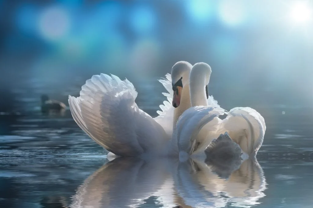 lake, swans, animals