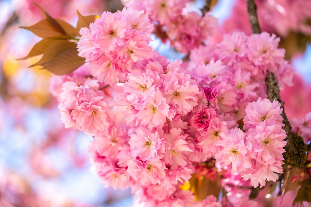 cherry blossoms, sakura, japanese cherry