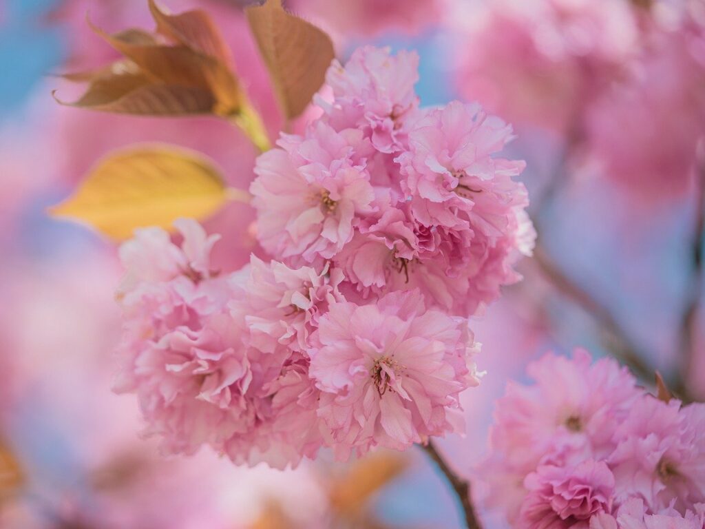 cherry blossoms, japanese cherry, sakura