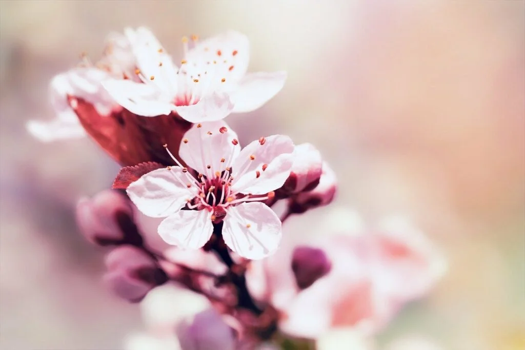 cherry blossoms, petals, nature