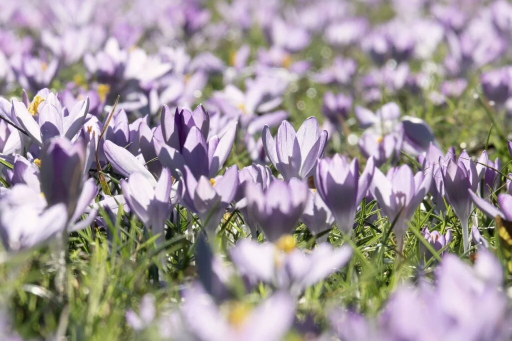 crocuses, spring, flower