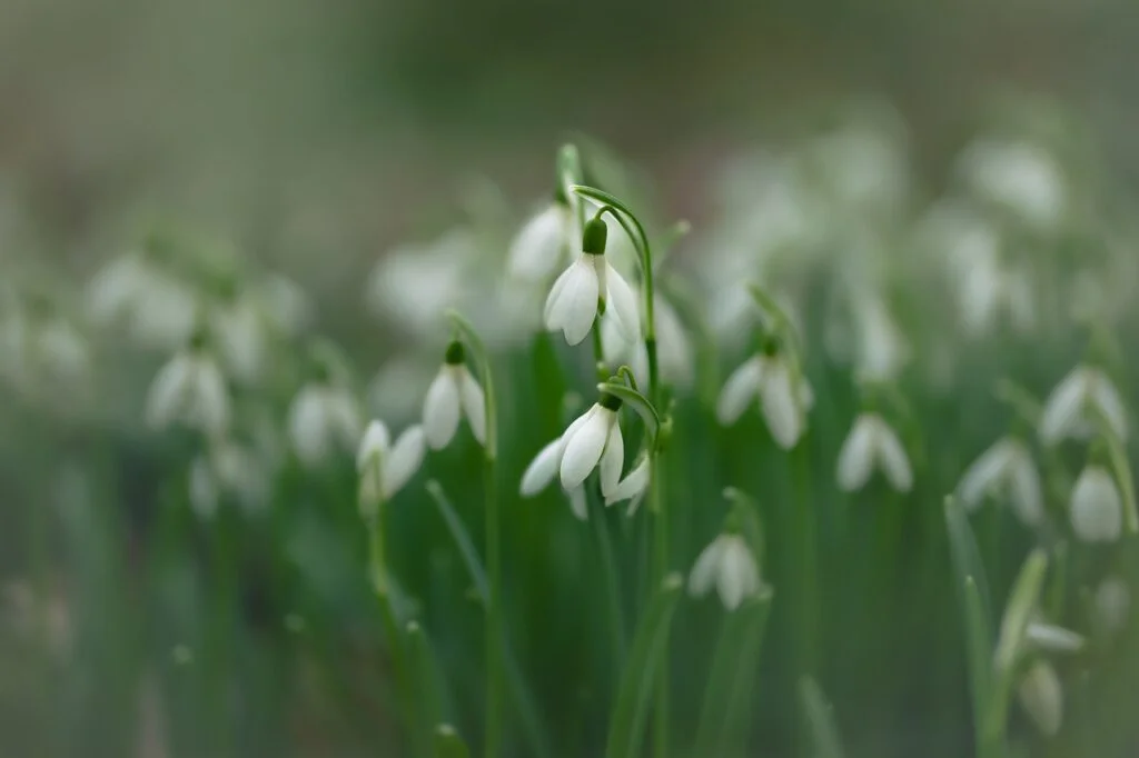 flower, meadow, snowdrop