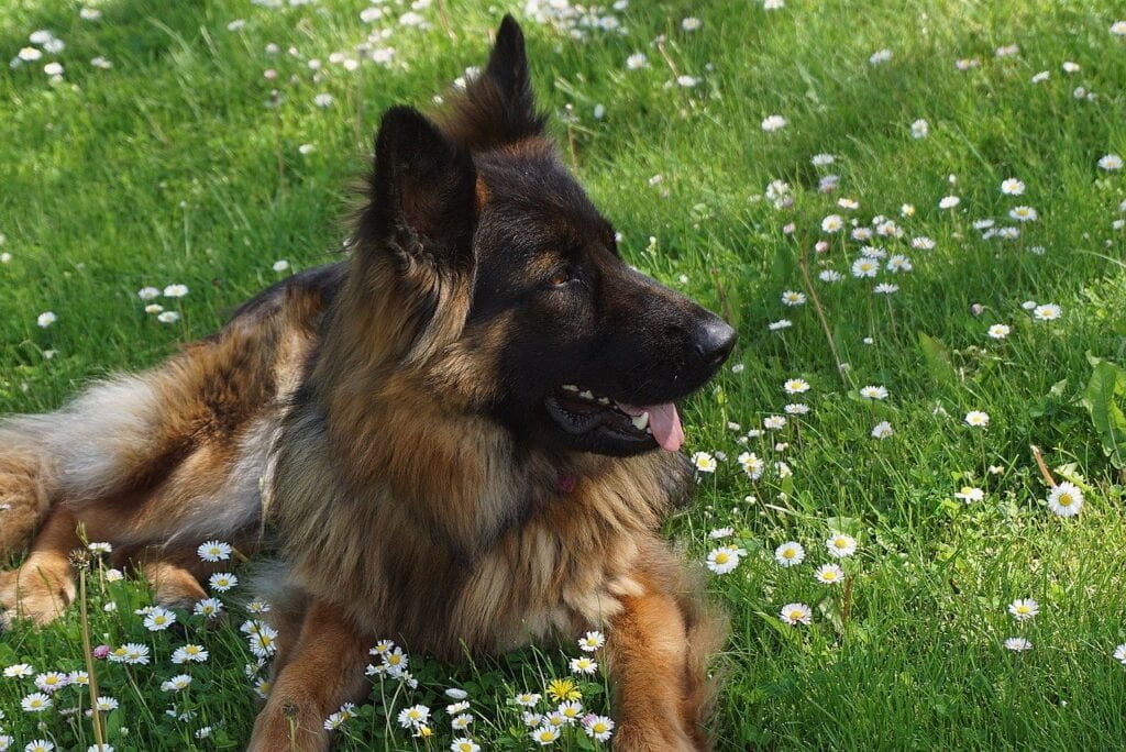 dog, german shepherd, long haired shepherd dog