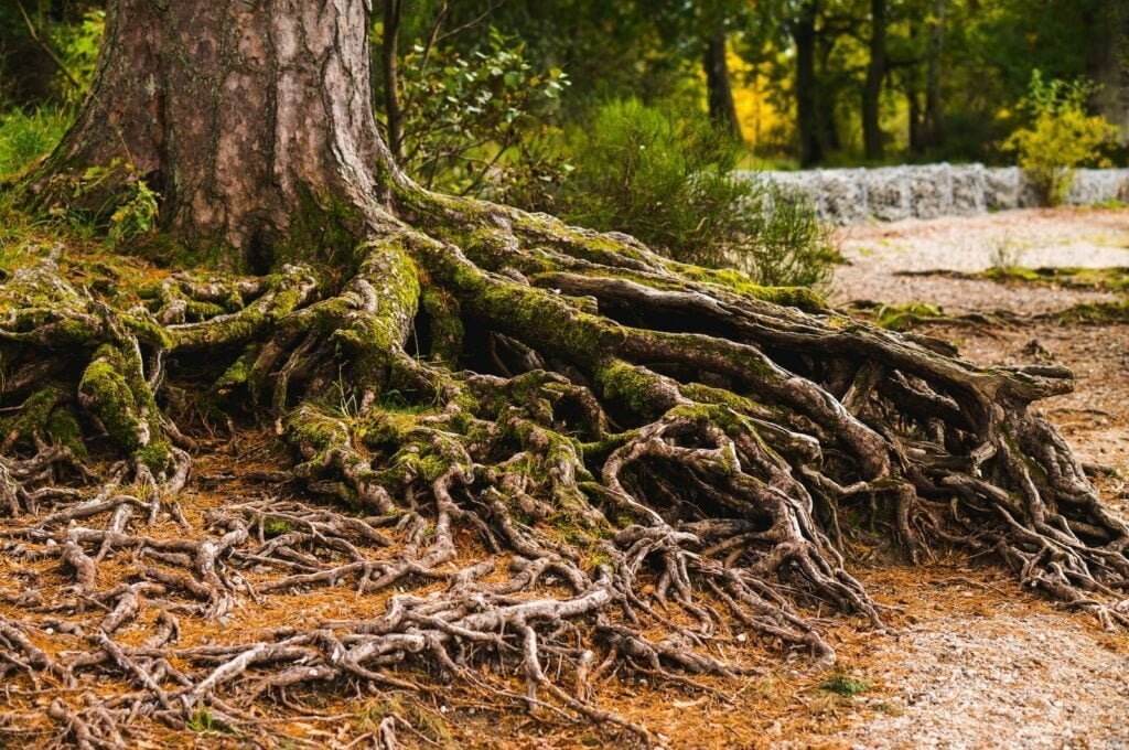 Deep roots of intense emotions can be likened to a towering tree with roots that run so deep they seem to touch the core of the earth. Just as a tree's roots anchor it firmly in the soil, our intense emotions are rooted deep within us, anchoring us to our past experiences and shaping our present and future.