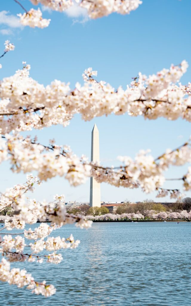 As spring approaches, nature puts on one of its most breathtaking shows - the blooming of cherry blossom trees. There's something magical about walking among these delicate, pink petals that makes us feel like we're in a fairy tale. The delicate and vibrant cherry blossoms serve as a symbol of hope and renewal. Spring always manages to come out victorious, reminding us that we can overcome even the toughest of challenges.