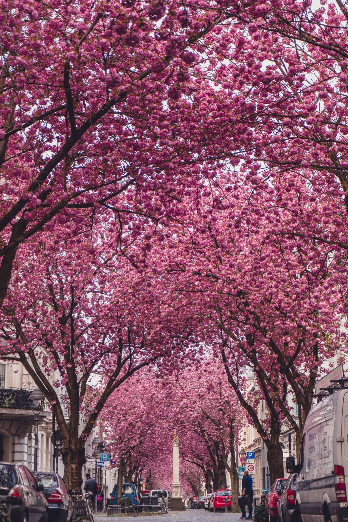what are the stunning cities to see cherry blossoms in full bloom?