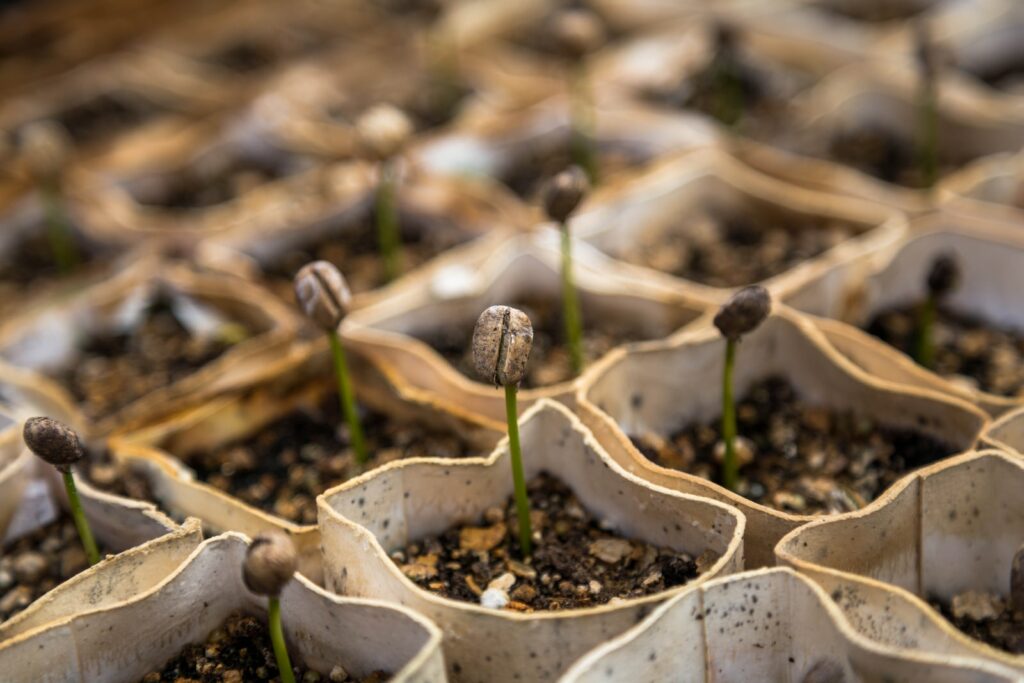 planting the seeds of a whole new you while grieving . Photo by Christian Joudrey