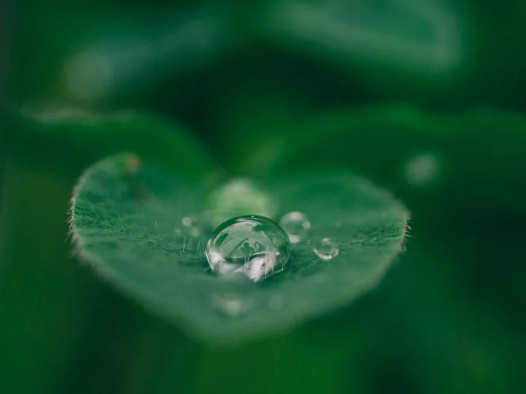 why do you need self-compassion to achieve success?