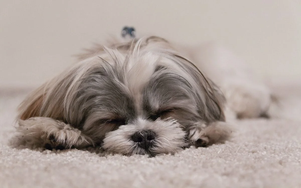 white and gray dog
