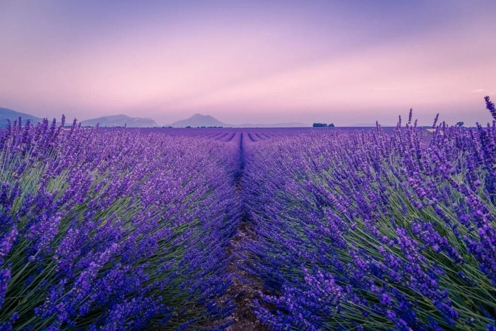 purple flower field under white sky during daytime