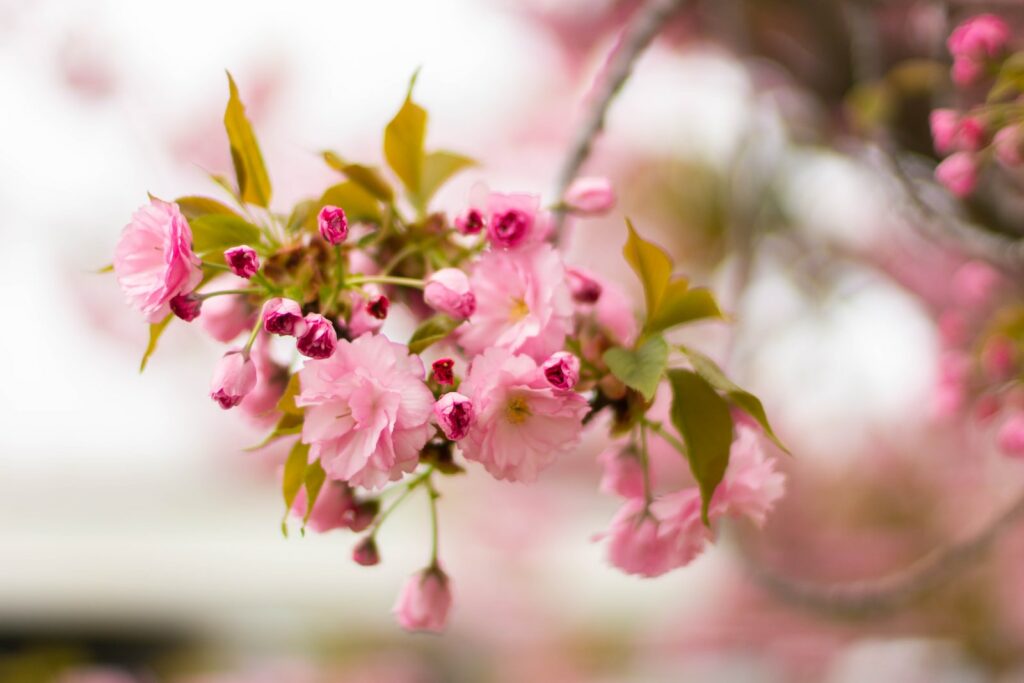 pink flowers blooming on branches