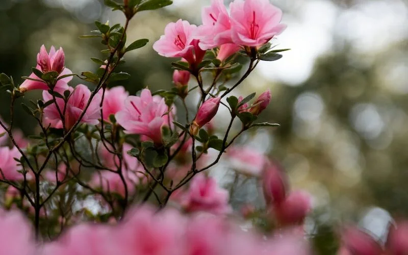 positive Thoughts are like flowers that are blooming