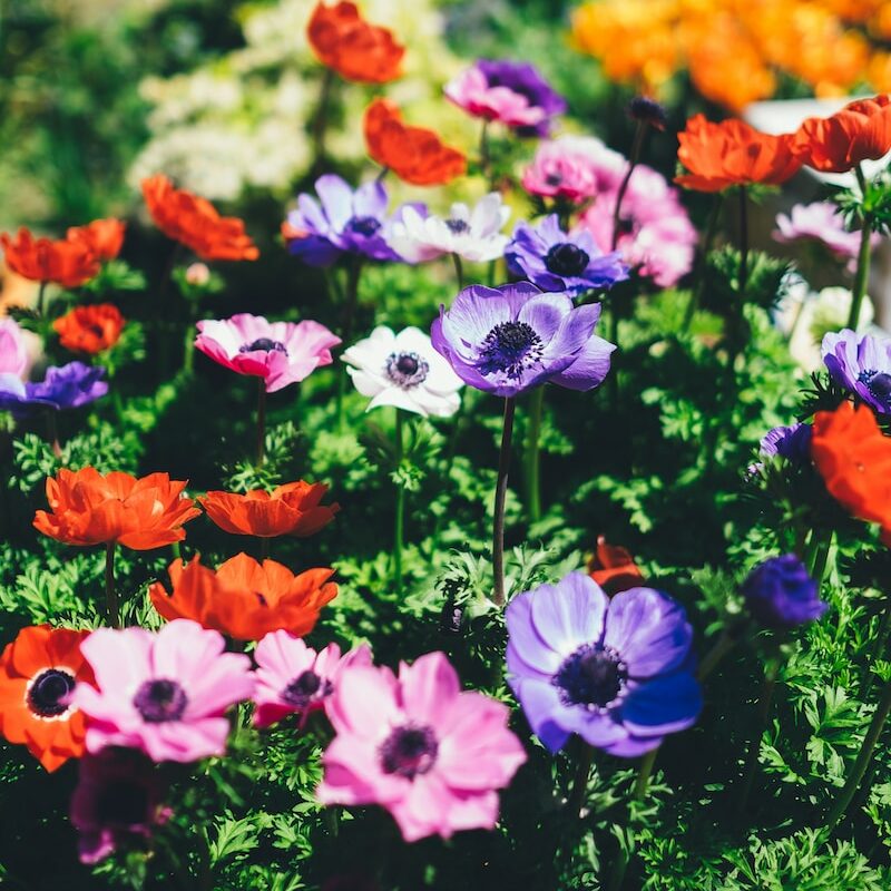 assorted flowers in shallow focus lens