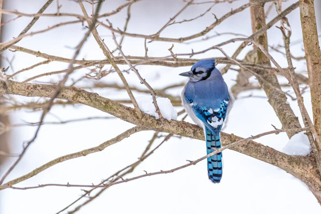 snack mental health could be as simple as watching a bird on a tree branch Photo by Melissa Burovac