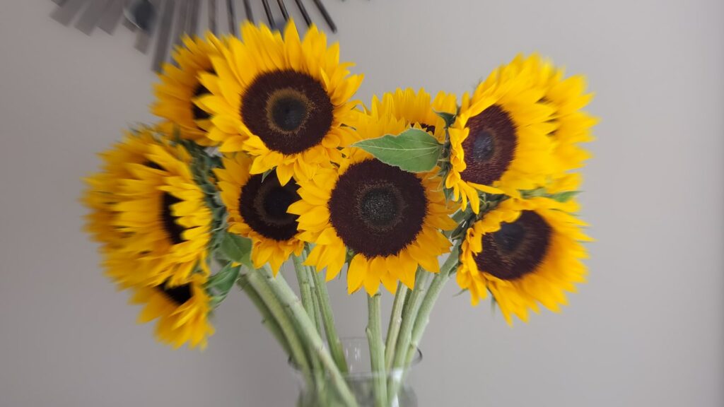 yellow sunflowers during daytime