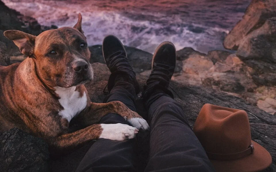 taking a walk with your dog is a a treat for your mental health Photo by Leio McLaren