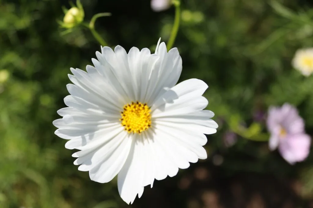 Forgiveness is a powerful tool for healing wounds and rebuilding relationships that have been strained by hurt and pain. Loneliness which is a significant problem in modern society and often associated with the inability to forgive ourselves and others. According to a survey by the Kaiser Family Foundation, around 22% of adults in the United States report feeling lonely or isolated, and this number has been increasing over time. The ability to forgive can be challenging, but it is essential for your mental health and rebuilding connections with others.