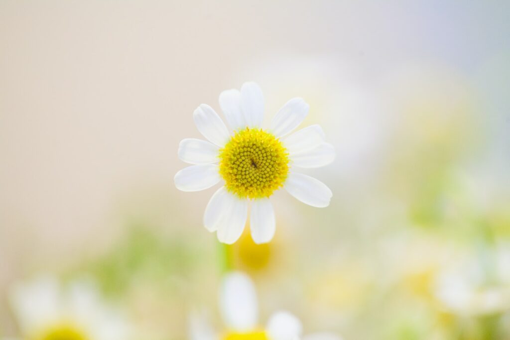 white daisy flower in bloom