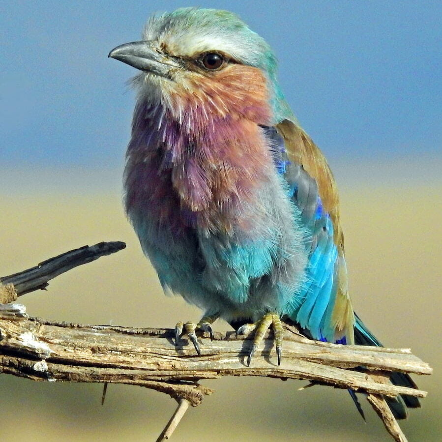 shallow focus photography of multi colored bird