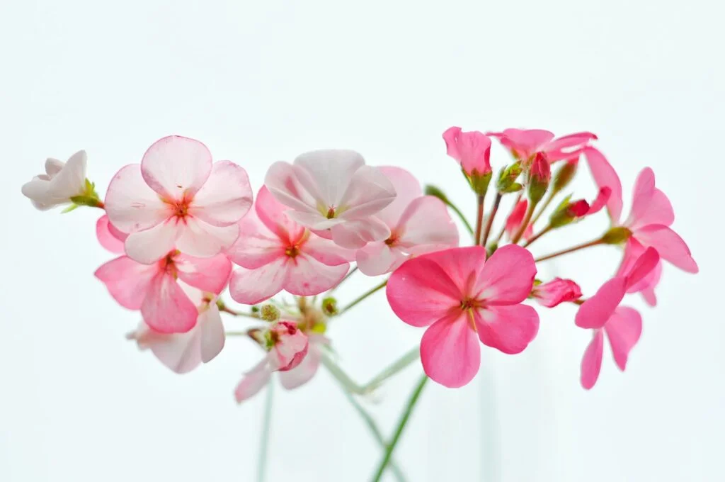 pink and white flowers on white background