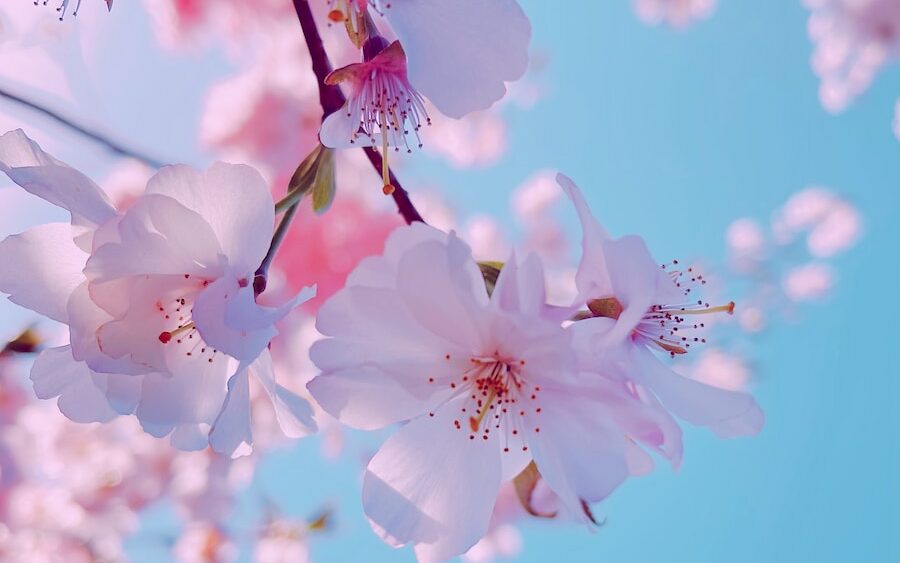 white cherry blossom in bloom during daytime