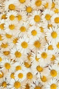 finding joy in everyday life to break free from anxiety