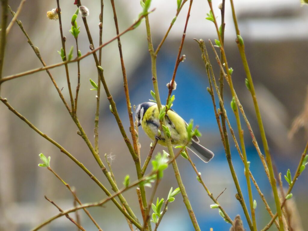 yellow and green bird on brown tree branch during daytime