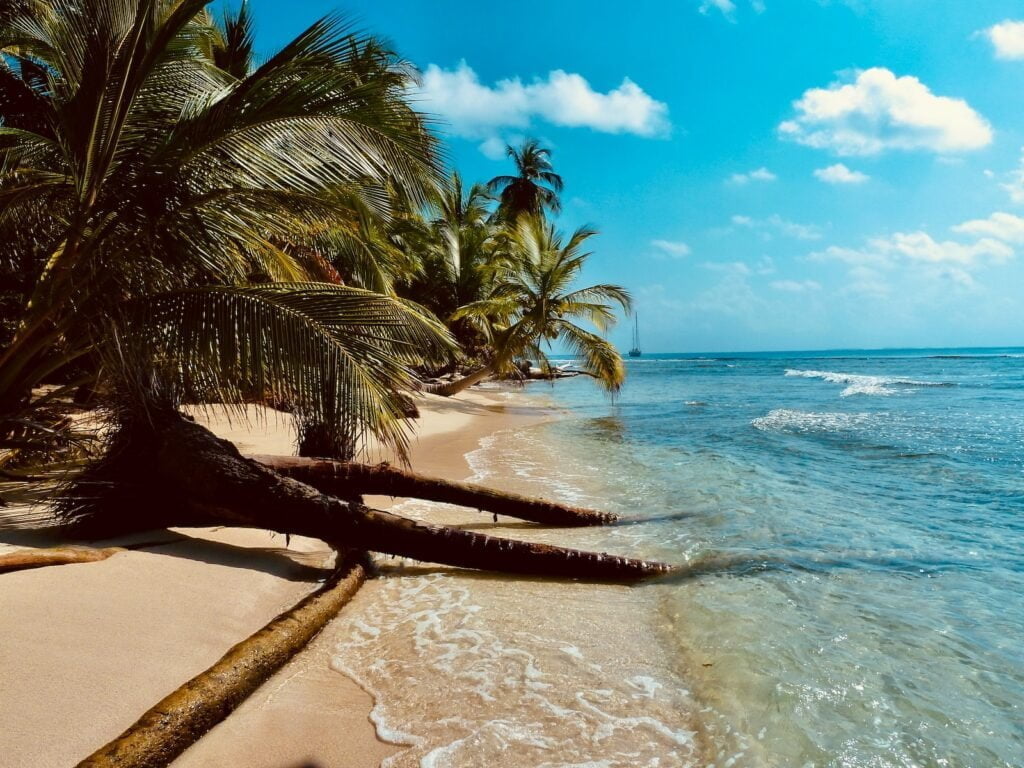 palm tree on beach shore during daytime