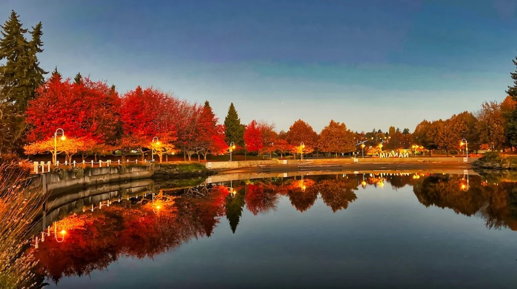 a body of water surrounded by lots of trees