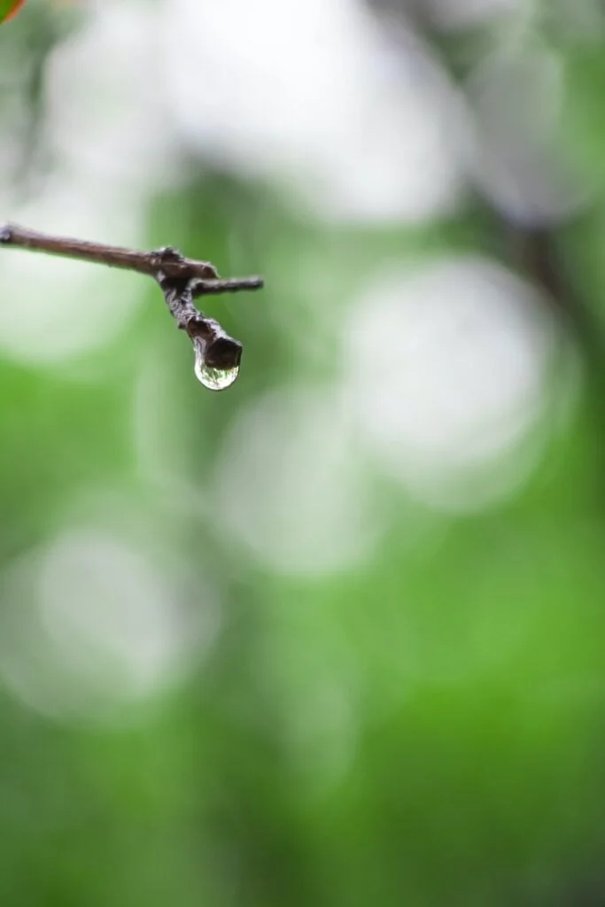 Mother Earth's Daughters nurturing the Earth -global climate change