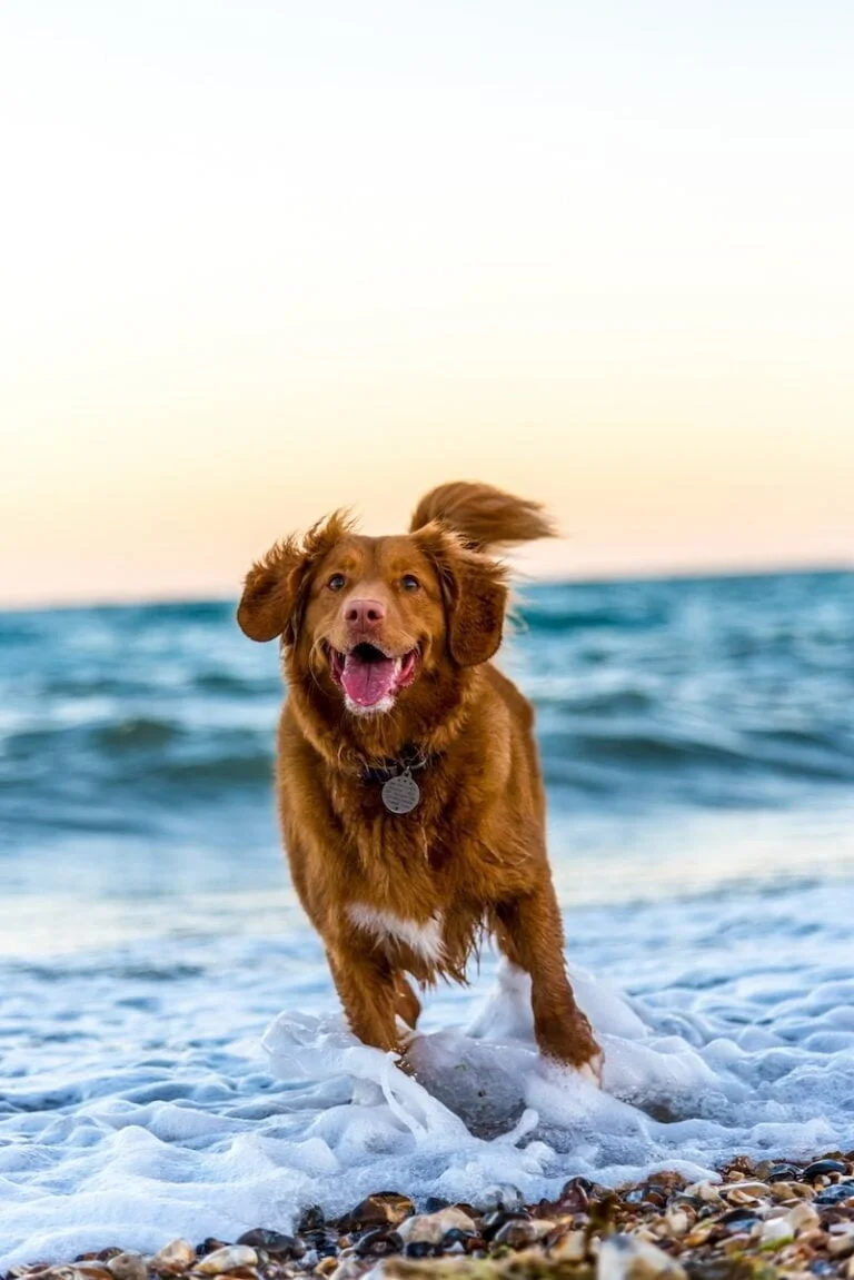 do you know that a dog is women's best friend, not man's?